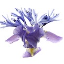 FFC Ketsch Walter Benesch 01